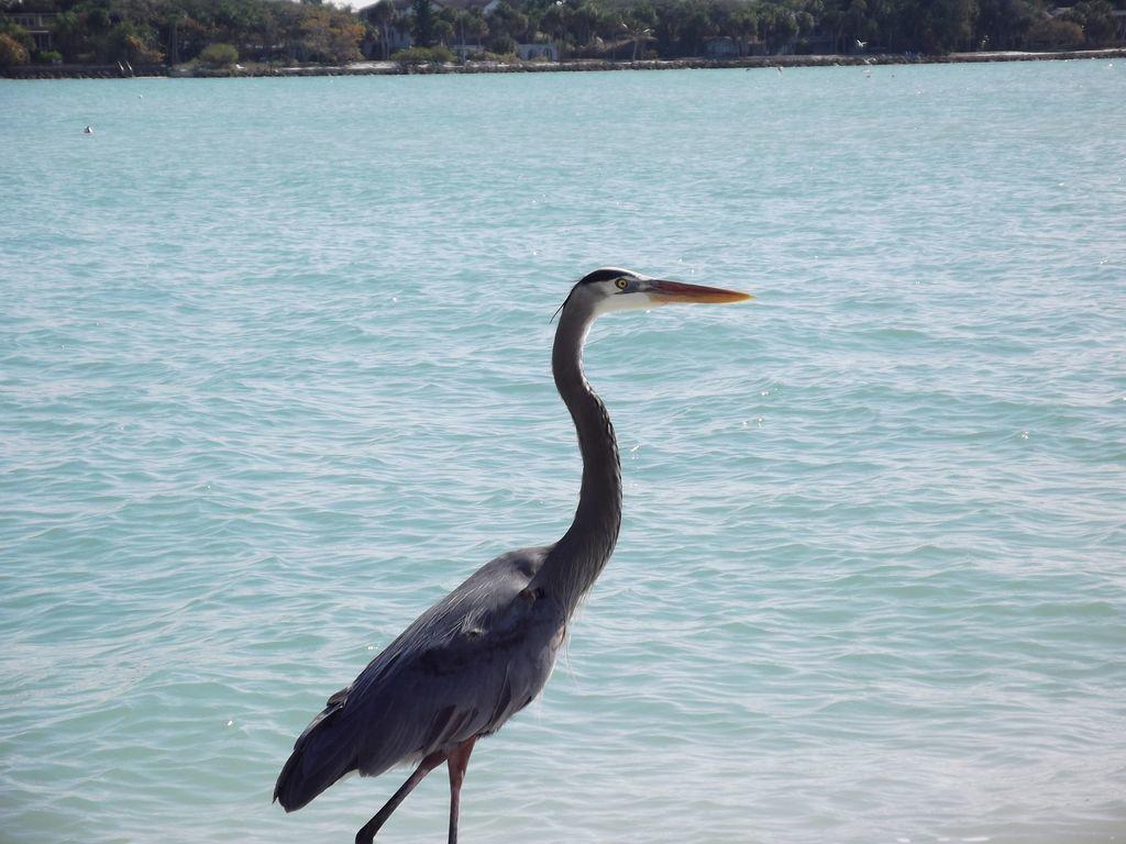 2Br/2Ba Condo Sienna Park Sarasota Dış mekan fotoğraf
